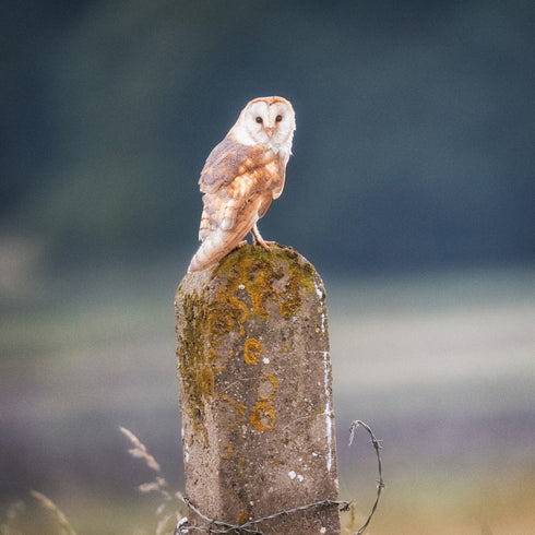 JUMBO ART - Barny and the Barbed Wire - HUGE 1 Metre Square Canvas
